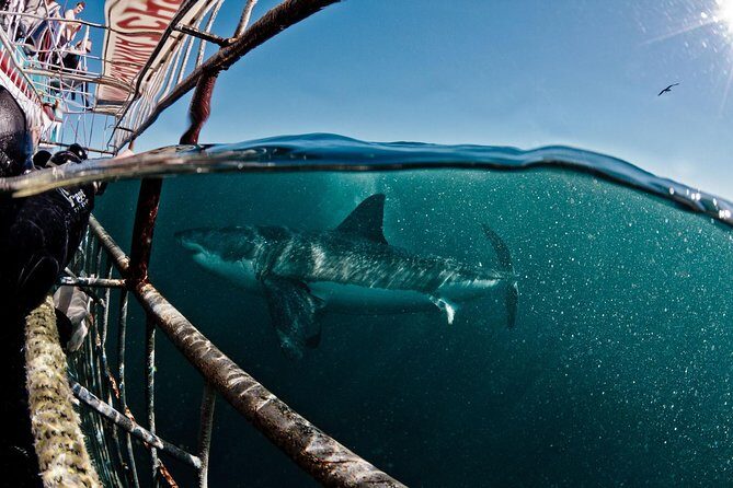 Great White Shark Diving experience. - Key Highlights You’ll Feel Immediately