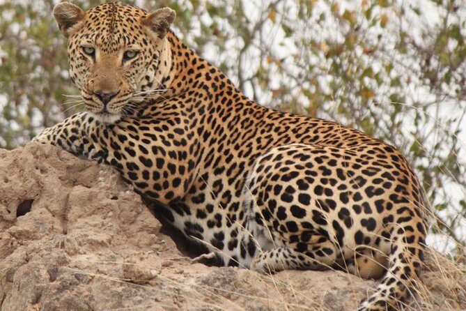 Greater Kruger National Park 4 day safari at a private game lodge - Greater Kruger, Balule, and the Big Five odds