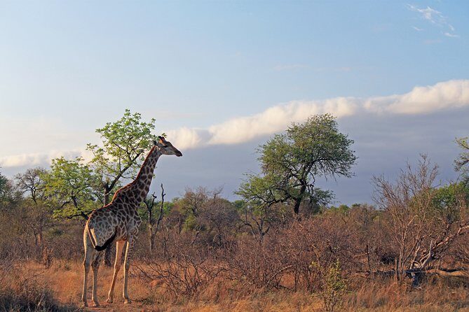 Greater Kruger National Park 4 day safari at a private game lodge - What six open-vehicle safaris adds up to
