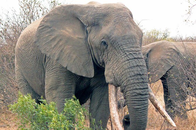 Greater Kruger National Park 4 day safari at a private game lodge - Logistics that can trip you up (and how to handle them)