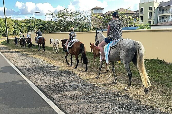 Gros Islet Village Horseback Riding run with Dore's riding Stable - Bareback horse swim in the sea: what to expect