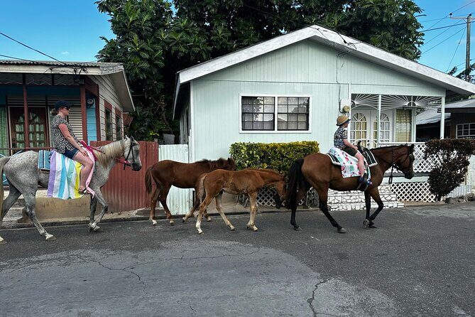 Gros Islet Village Horseback Riding run with Dore's riding Stable - Horses, guides, and safety (including Silver and foals)