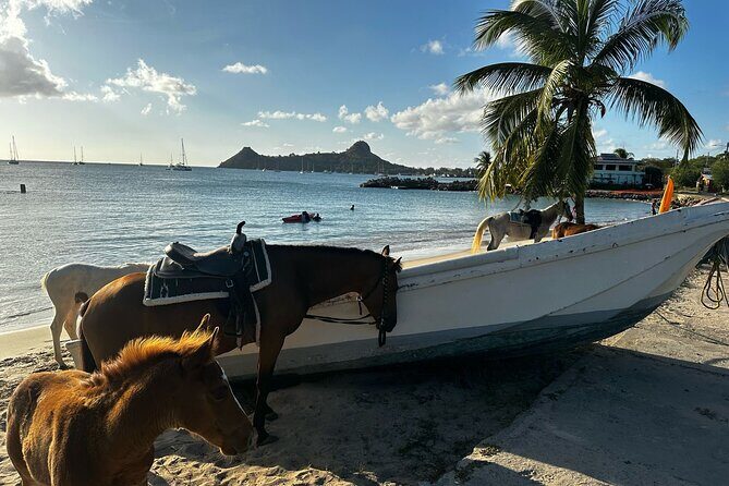 Gros Islet Village Horseback Riding run with Dore's riding Stable - Should you book this tour?