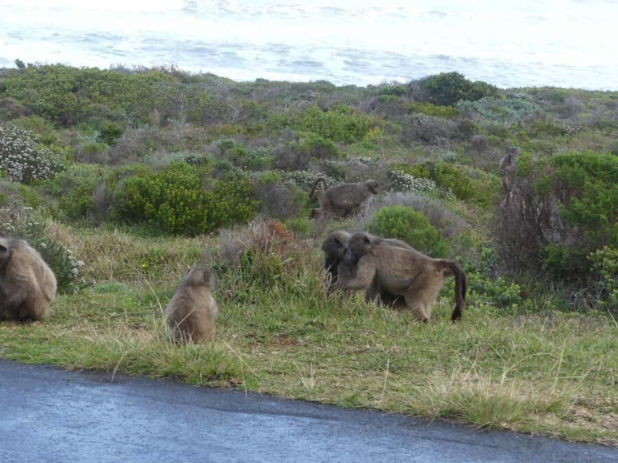 Group Tour of Cape of Good Hope and Boulders Beach Penguins - Key things to know before you book