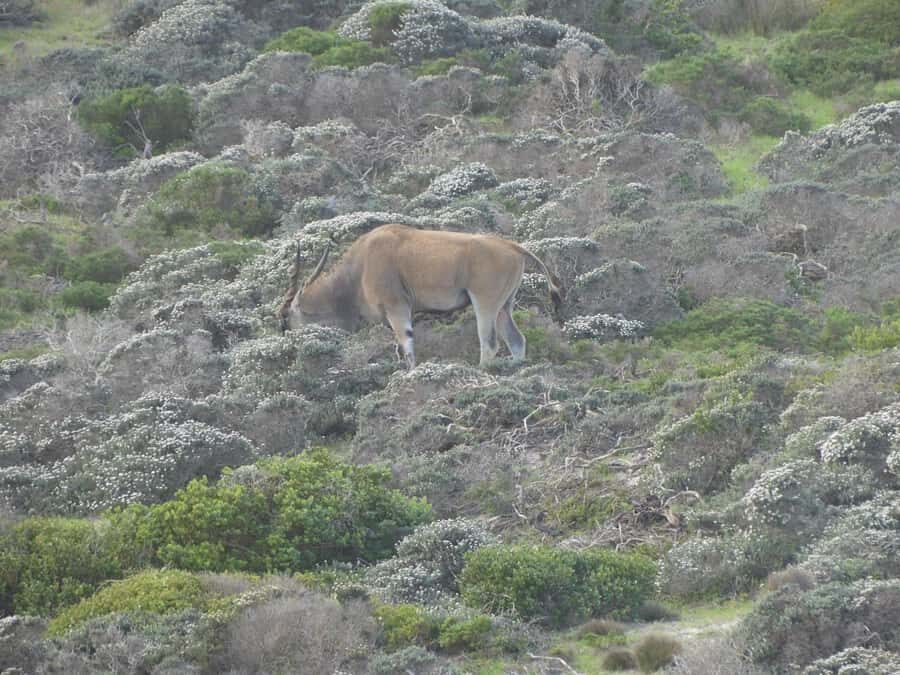 Group Tour of Cape of Good Hope and Boulders Beach Penguins - Why this Cape Peninsula circuit is so effective in one day