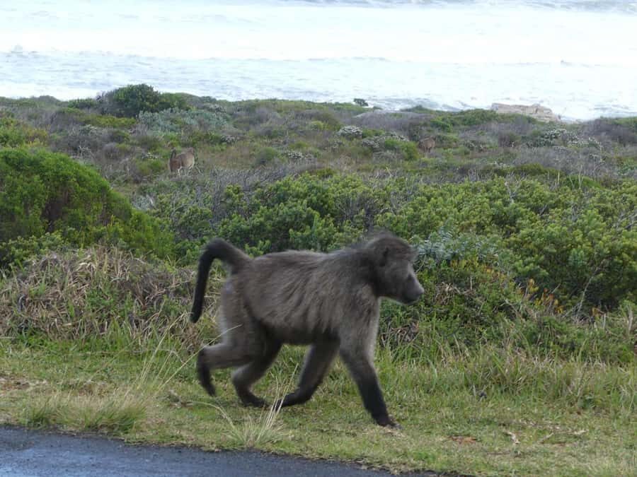 Group Tour of Cape of Good Hope and Boulders Beach Penguins - Bo-Kaap, Sea Point, Clifton, and Camps Bay: short stops with real character