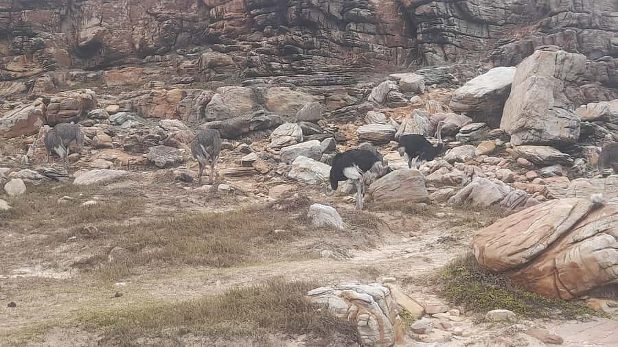 Group Tour of Cape of Good Hope and Boulders Beach Penguins - Hout Bay and Chapmans Peak Drive: the “slow the car down” moment