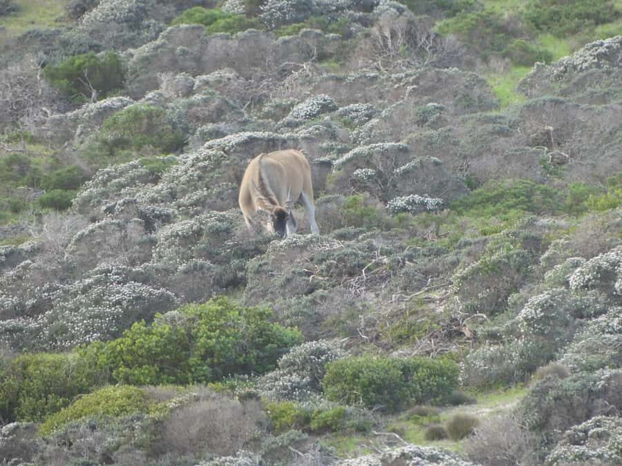 Group Tour of Cape of Good Hope and Boulders Beach Penguins - Cape of Good Hope: where the scenery gets serious