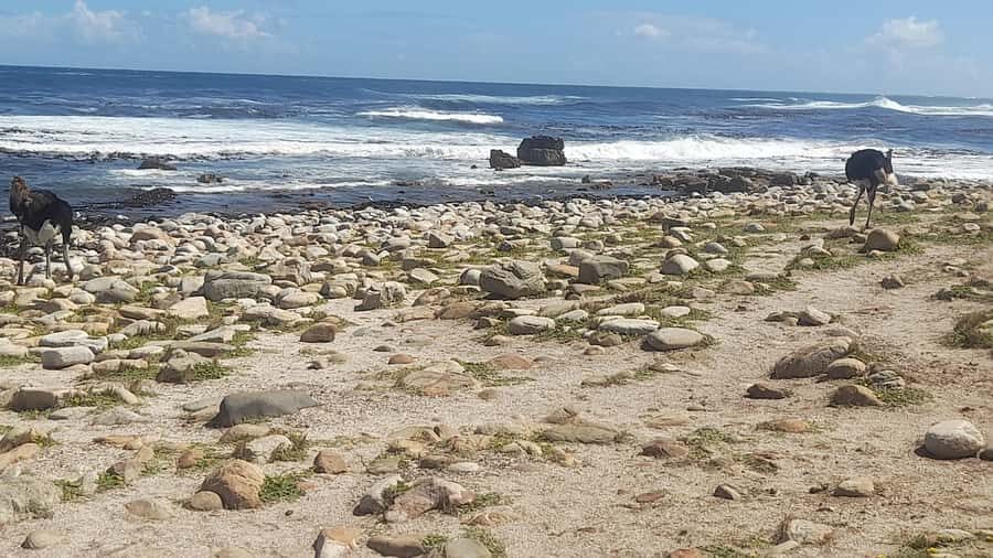 Group Tour of Cape of Good Hope and Boulders Beach Penguins - Muizenberg and the end-of-day Cape Town guided hour