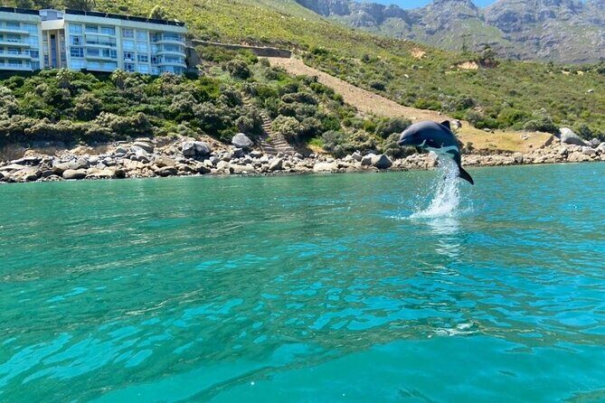 Guided Kayaking in Hout Bay - Starting at Kayak Adventures Harbour Rd: Why This Meeting Point Works