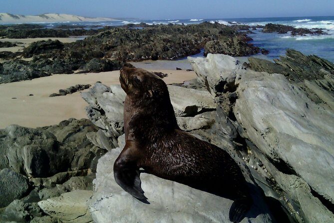 Guided Marine Walk: - Sardinia Bay (Marine Protected Area) - 3 hours - Key things I’d circle before you go
