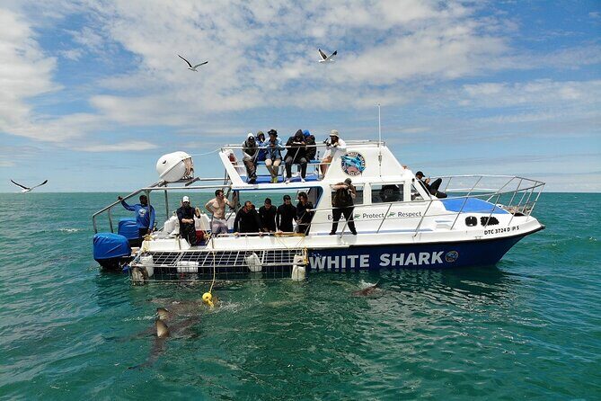Guided Shark Cage Diving with Hookah Air Supply in Gansbaai - Onboard comfort: breakfast, lunch, snacks, and coffee/tea