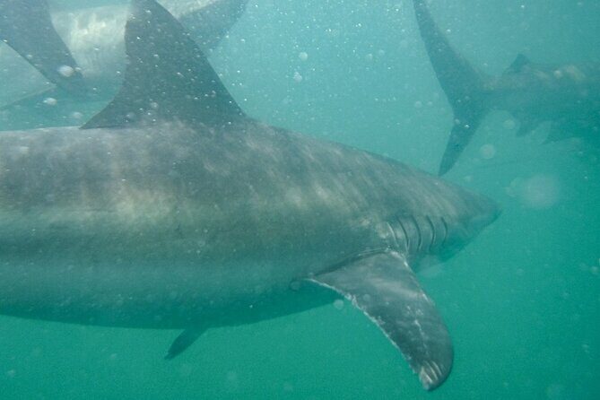Guided Shark Cage Diving with Hookah Air Supply in Gansbaai - Getting in the cage: what the underwater experience feels like