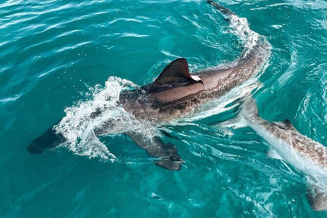 Guided Shark Cage Diving with Hookah Air Supply in Gansbaai - The 4-hour schedule that actually leaves room for real encounters