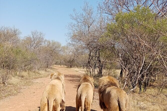 Guided Walking with Lions Bush-walk Tour - A Dawn Drive That Sets the Tone for Ukutula