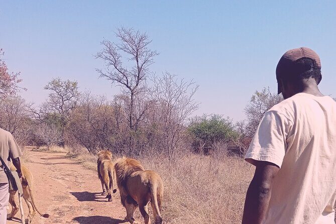 Guided Walking with Lions Bush-walk Tour - Lions on Foot: What This Walk Really Feels Like