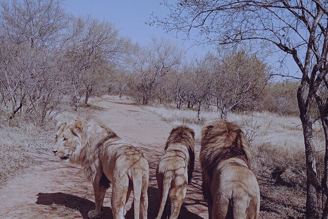 Guided Walking with Lions Bush-walk Tour - The Lion Camp and Cheetah Camp Stroll After Lunch
