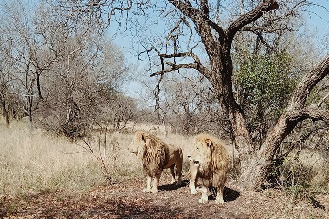 Guided Walking with Lions Bush-walk Tour - Small Group Size: Better Attention, Less Waiting