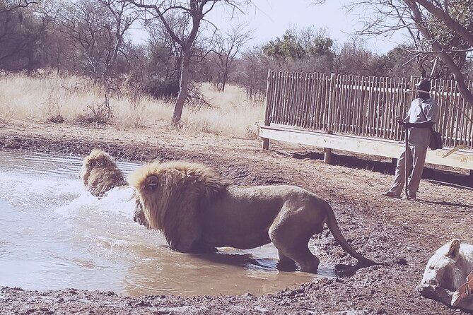 Guided Walking with Lions Bush-walk Tour - What You’re Actually Paying For (and What You Don’t)