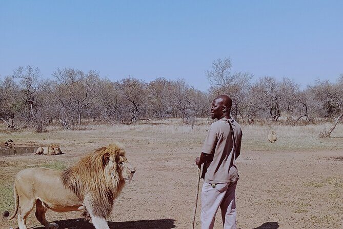 Guided Walking with Lions Bush-walk Tour - Bush Walk vs Waterhole Viewing: Choose Your Comfort Level