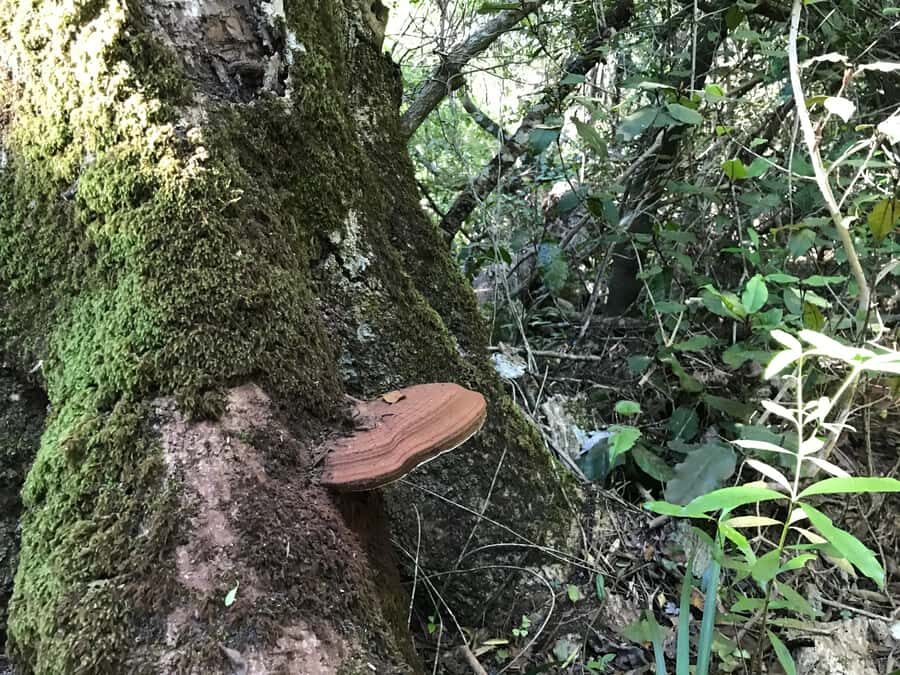 Guided Wildlife Tour and Forest Walk with Lunch Platter - Key highlights I’d circle before you go