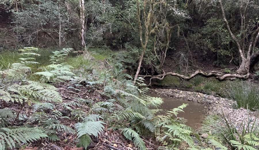 Guided Wildlife Tour and Forest Walk with Lunch Platter - Tsitsikamma forest walk: logging paths, orchids, and bird chances
