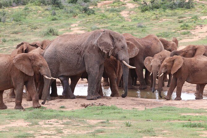 Half-Day Addo Elephant National Park - Key highlights at a glance