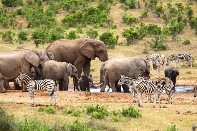 Half-Day Addo Elephant National Park - Who this tour suits best (and who should consider a longer safari)