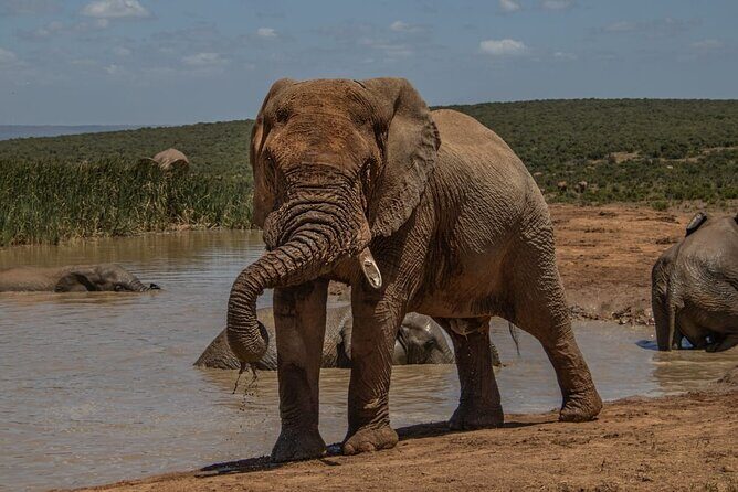 Half-Day Addo Elephant National Park - Entering Addo Elephant National Park: what you’re likely to see