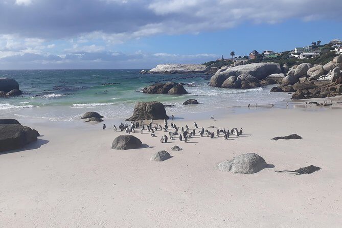 Half day African Penguin Tour - Why This Half-Day Penguin Tour Works in Cape Town