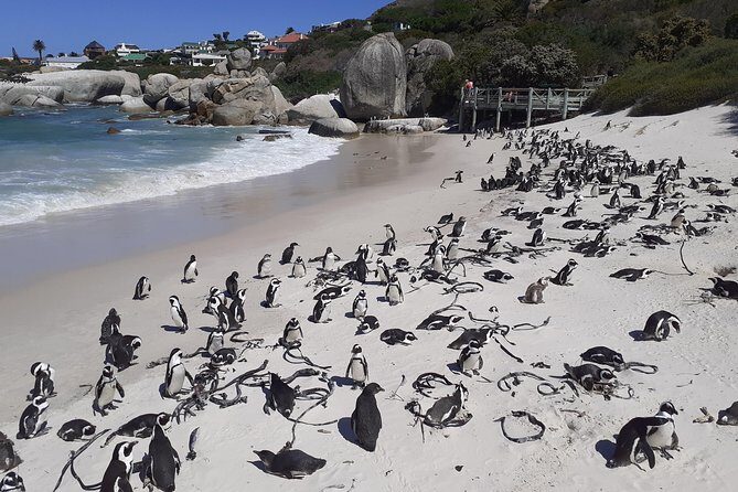 Half day African Penguin Tour - Muizenberg and the Colorful Coast: When Traffic Allows a Beach Pause