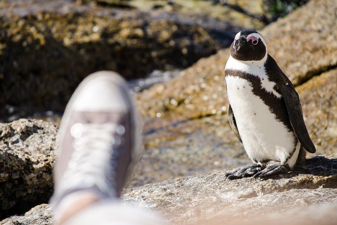 Half day am or pm Boulders Beach & Penguins with visit to Cape Point Great tour - Pickup, group size, and why the pace feels manageable