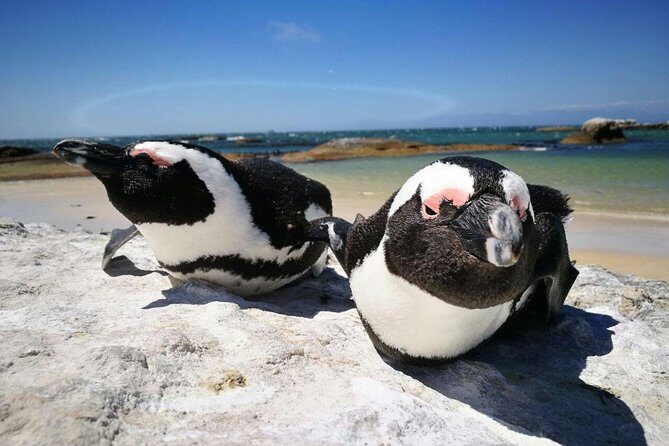 Half-Day Cape Peninsula Tour from Cape Town - Cape Point Nature Reserve and the Cape of Good Hope: The Nature Payoff