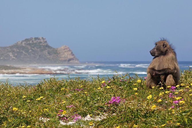 Half day Cape Point Sightseeing Tour with Penguins from Cape Town - The morning drive: Hout Bay, the coast, and why timing matters