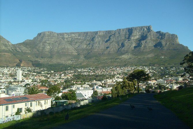 Half day City & Table Mountain Tour - Company Gardens: A Shade Break with VOC-era Storytelling