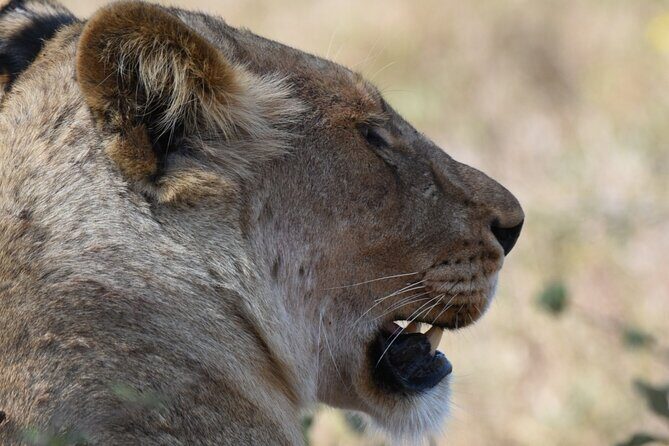 Half day game drive - Searching for the Big Five Without Missing the Rest of Kruger