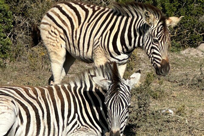 Half day Horse back safari - Where You Meet, What You’ll Need, and the No-Cell Reality