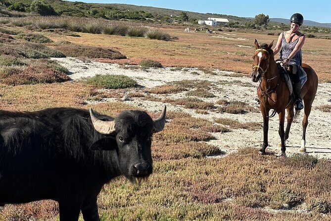 Half day Horse back safari - Safety, Horses, and Mixed Riding Levels (What It Feels Like)