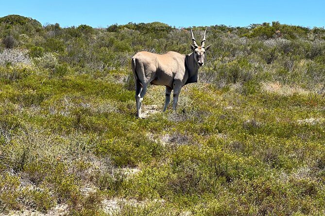 Half day Horse back safari - Weather Matters, and Wildlife Is Never Guaranteed