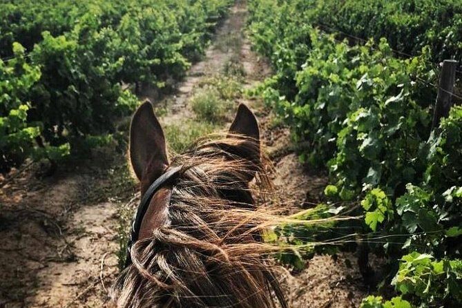 Half Day Horseback Wine Tour - Wine Estate Visits and Tastings: How the Day Transitions from Saddle to Cellar