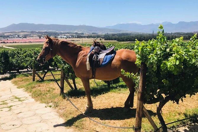 Half Day Horseback Wine Tour - Lunch at Plaaslik (Vredenheim): Why This Stop Feels Like a Reset