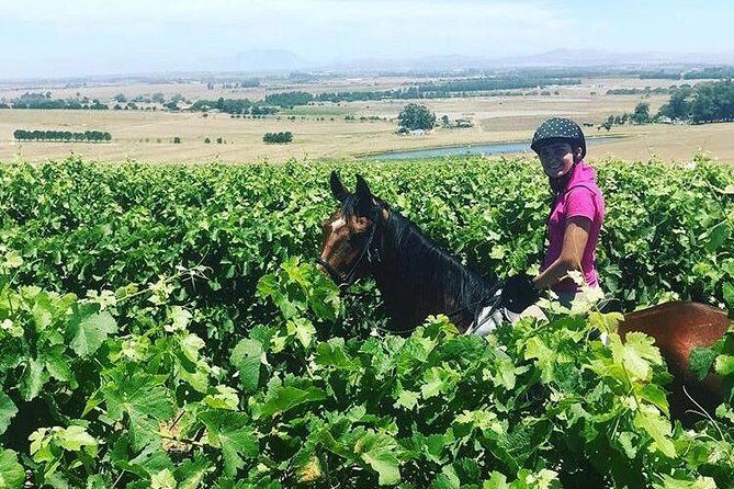 Half Day Horseback Wine Tour - What to Pack and What to Know Before You Go