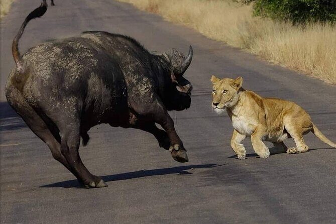 Half Day Kruger Open Vehicle Safari from Marloth Park - Why a 05h30 start matters for Big Five sightings