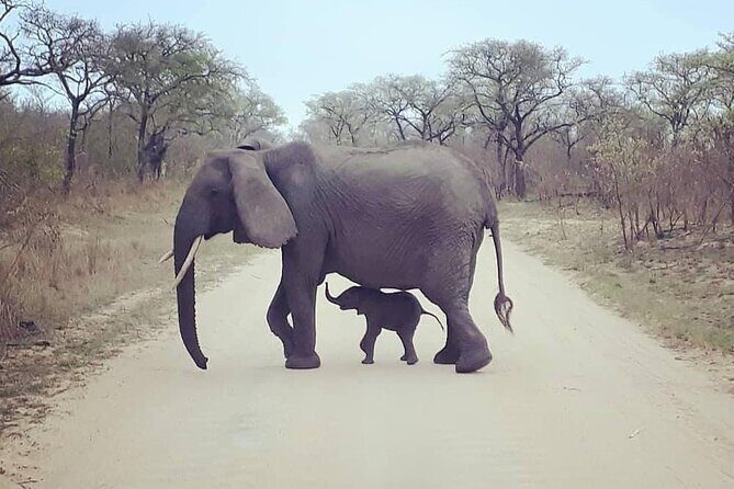 Half Day Kruger Open Vehicle Safari from Marloth Park - Guide quality that shows up in the details