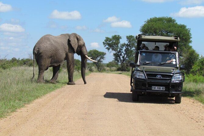 Half Day Kruger Open Vehicle Safari from Marloth Park - Open-vehicle safari comfort: how to enjoy close wildlife without fighting the day