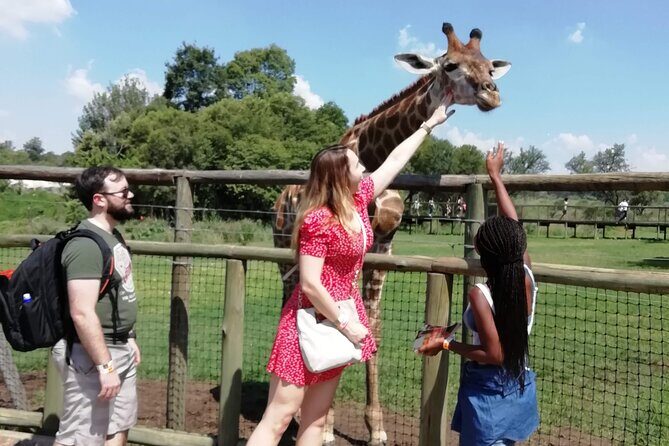Half Day Lion and Safari Park Tour - Key things that make this tour worth your time