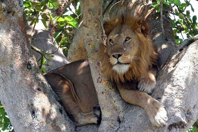 Half Day Lion and Safari Park Tour - What to pack and how to plan your half-day