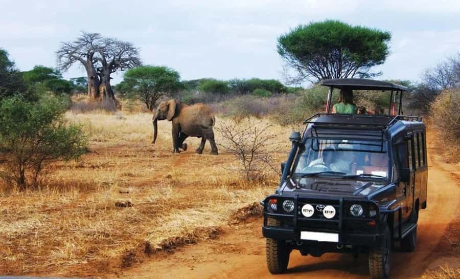 Half Day Natal Lion P & Tala Game Reserve from Durban Safari - Key Points Before You Go