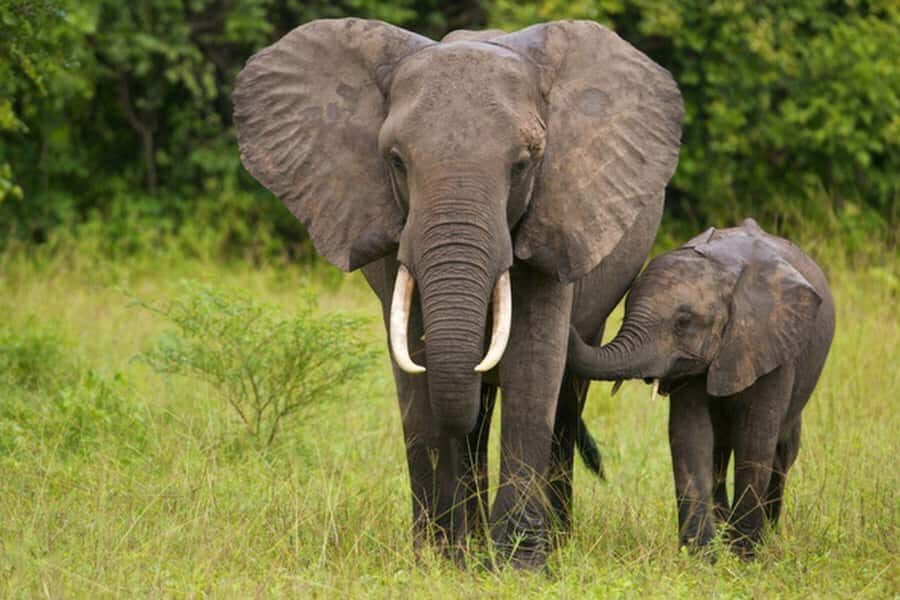 Half Day Natal Lion P & Tala Game Reserve from Durban Safari - Price Value at $172: Does This Combo Add Up?