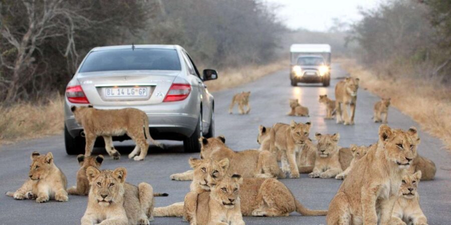 Half Day Natal Lion P & Tala Game Reserve from Durban Safari - Who This Tour Fits Best (and Who Should Think Twice)